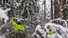Ved å la datamodellene finne risikotrær, kan linjerydderne gå mer målrettet til verks i tillegg til det jevnlige vedlikeholdsarbeidet. Foto: Marius Mellem/Eidsiva