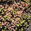 Planter i Bergknapp- eller sedum-familien holder godt på vannet og er velegnet til grønne tak. Foto: Lise Åserud / NTB scanpix
