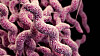 Det er påvist DNA fra campylobacter hos kvinnen som døde, og campylobacterbakterier har trolig ført til en tarminfeksjon som har medført blodforgiftning, opplyser Vest politidistrikt i en pressemelding torsdag.