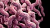 Det er påvist DNA fra campylobacter hos kvinnen som døde, og campylobacterbakterier har trolig ført til en tarminfeksjon som har medført blodforgiftning, opplyser Vest politidistrikt i en pressemelding torsdag.