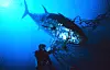 Makrellstørja er en stor fisk. Denne, som gikk i garnet utenfor Sicilia, veide 270 kilo. Foto: Danilo Cedrone/FAO/NOAA/Wikimedia Commons