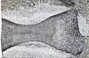 Bein fra en fiskeøgle kalt ichthyosaur.