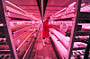 I tunneler under Clapham i London dyrker Growing Underground mikrogrønt. De har både Whole Foods og Marks & Spencer på kundelisten, og i høst vant de BBCs «Future Food Award».