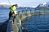 Langsiktig: Regjeringen foreslo å tillate flere fisk i merdene i perioder av året. Marine Harvest mener det vil føre til mer lakselus, sveket immunsystem og større dødelighet. På litt sikt kan det underminere bransjen. ⇥Foto: Marine Harvest