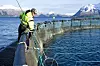 Langsiktig: Regjeringen foreslo å tillate flere fisk i merdene i perioder av året. Marine Harvest mener det vil føre til mer lakselus, sveket immunsystem og større dødelighet. På litt sikt kan det underminere bransjen. ⇥Foto: Marine Harvest