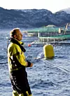 Trives: Marine Harvest er opptatt av at fisken skal ha det godt for å redusere dødeligheten i merdene.
