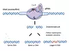 CRISPR: RNA-strengen peker ut akkurat hvor det skal klippes, og så gjør CAS9 saksejobben. Deretter reparerer cellen kuttet selv. Teknikken kan brukes til å fjerne uønskede gener, bytte ut med friske gener eller legge til gener i DNA-strengen.