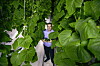 Direktør Joakim Hauge viser at Sahara Forest Projects pilot i Qatar bar frukter, eller grønnsaker om du vil. Foto: Sahara Forest Project