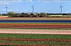 Mye vind i Nederland er hovedårsaken til negative strømpriser torsdag. Bildet er fra Alkmaar i Nederland.