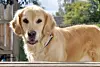 Kjæledegge: Hunden Wilda er med overalt og fungerer også som badevakt. Foto: Privat