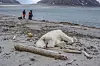 Sjuøyane, Svalbard 20180728.En tysk mann i 40-årene fikk moderate skader da han ble angrepet av isbjørn på Sjuøyane nordøst for Spitsbergen lørdag. Isbjørnen er skutt og drept.
