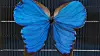 Morpho Didius på en solcelle. Foto: Stuart Hay, ANU