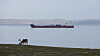 Bygging av en ny kraftlinje til Hammerfest kan påvirke reindriftsnæringa negativt, advarer NVE. Illustrasjonsbilde av reinsdyr som beiter ved Honningsvåg.