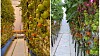 Bildet til venstre viser tomatproduksjon med CO₂-fangst, bildet til høyre er uten. Forskjellen i avlingsstørrelse skal være på 20 prosent, ifølge forskerne.