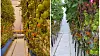 Bildet til venstre viser tomatproduksjon med CO₂-fangst, bildet til høyre er uten. Forskjellen i avlingsstørrelse skal være på 20 prosent, ifølge forskerne.