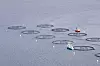 Havbruksanlegg. Anlegg for lakseoppdrett med spesialbåter for fiskeoppdrett i Sjona, på Helgelandskysten.