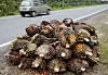 Afrikanske oljepalmefrukter ligger langs veikanten på Borneo. Dette er en råvare som brukes til å produsere en rekke produkter, inkludert biodiesel.