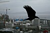 'Ravenous': Både rettighetshaverne og norske politikere har fått kritikk for å ha vært for griske og satt i gang Snøhvit-prosjektet før det var modent.