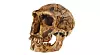 En hodeskalle tilhørende menneskearten Homo neanderthalensis, 50.000 år gammel. Oppdaget i 1909 i La Ferrassie, Frankrike.