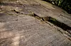 Få meter unna trikkeskinnene langs Ekeberg ligger bergveggen med helleristningene som ble laget for rundt 5000 år siden.