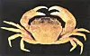 TILPASNINGSDYKTIGE: Strandkrabber, kongekrabber og amerikansk hummer er eksempler på arter som er spredt rundt om på kloden som følge av skipsfarten. Krepsdyr har egenskaper som gjør dem vel utstyrt til å etablere seg i en rekke havmiljøer.