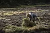 Det overordnede målet i forslaget er å restaurere 20 prosent av EUs land- og sjøområder innen 2030.