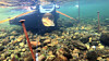Den vesle teknologibedriften Submerged har laget fotoboksen for laks som i august blei installert i Etne-elva.