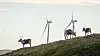 Reinsdyr vandrer rundt vindmøllene på Storheia vindpark, som er den største av vindparkene i porteføljen til Fosen Vind, og den andre av vindparkene som ble bygget. Da den ble overført til ordinær drift i februar 2020 var den Norges største med 80 turbiner og en installert effekt på 288 MW. Foto: Heiko Junge/NTB