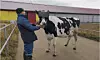 VR-brillene skal vise et vakkert landskap som får kuene til å slappe, ifølge de russiske kildene. Foto: Landbruks- og matdepartementet i Moskva-regionen/Milknews