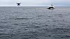 SØKER: Dronen kan sendes ut fra fiskefartøyene og utvide leteområdet betraktelig. Foto: Havforskningsinstituttet