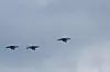 F-35-kampfly hedrer kong Harald etter seremonien i domkirken onsdag.