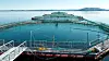 Blom Fiskeoppdrett krever minst en million kroner etter Helge Ingstad-ulykken. Bildet er fra lokaliteten Ljosøy N som de måtte fjerne fisken fra.