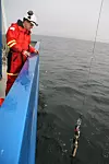 Overingeniør Svenn Ove Linde på forskningsskipet R/V Gunnerus skal sjekke trålen som trekkes opp fra Trondheimsfjorden.