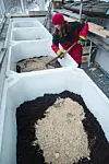 Innovativ gråvannsløsning: Espen og Tove Seierstad er trolig de første i Norge som har gråvannsfiltrering innendørs i en vintergage. Nå eksperimenterer de med tropiske frukttrær. De håper at protypen kan bli modell for et anlegg som også kan brukes i tettbygde strøm.