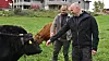 Oliver Halvorsrød (til venstre) og Geir Morten Mellem i Monil hilser på en av kyrne som tester ut deres løsning. Foto: Gunhild Haugnes