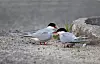 Rødnebbterne (Sterna paradisaea). Disse to ble fotografert i Karesuando i Sverige Foto: Steinar Myhr