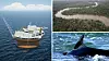Utbygging av Wisting-feltet langt nord i Barentshavet, Norges bidrag til bevaring av regnskogen i Kongobassenget og norsk hvalfangst er temaer som engasjerer langt utenfor landets grenser. WWF peker på at Norge, med en av verdens aller største sparegriser, bør løfte frem finansstrømmer som virkemiddel for å nå naturavtalens mål.