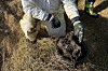 75.000 liter olje havnet i sjøen fra Njord-plattformen 31. desember. Oljen har klumpet seg og drevet i land, og det har vært en større aksjon for å kartlegge og samle inn all oljen.