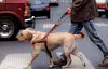 Førerhunder på vei ut? Neppe. En hund gir eieren så mye mer enn bare et par øyne. Men kanskje både ledesko og hund?