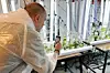 Benoit Dewitte var fascinert av taresalaten som gror i Sintefs laboratorier. Foto: Henriette Krogness/Gemini.no