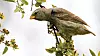Et eksempel på rask evolusjon er hvordan nebbstørrelsen til Darwin-finkene endret seg.