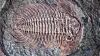 Et eksempel på sakte evolusjon er trilobittene. De endret seg lite gjennom millioner av år. Foto: Iulia Nemchinova, Colourbox.com