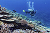 En dukker inspiserer korall ved Great Barrier Reef i Australia.