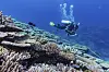 En dukker inspiserer korall ved Great Barrier Reef i Australia.