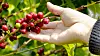 Attraktive. Modne kaffebønner er ettertraktet vare – årsproduksjonen ligger på 9,5 millioner tonn – av det kjøper hver nordmann knapt 10 kilo. Foto: Waraphan/Colurbox
