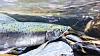 salmon spawning