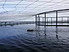 Bøyen er nøytral i vann og kan forflyttes via hjul på kabel som er spent over merden. Inntil to bøyer med noder kan plasseres i hver merd. Bilde: Stingray