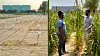 Etter fem måneder: Utenfor Dubai har Desert Control dyrket vannmelon, squash (zucchini) og perlehirse i ørkenen. Resultatet var 20-50 prosent vannbesparelse og økt avlingsutbytte fra 17-62 prosent for dette prosjektet.