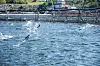Fôret er en av de viktigste faktorene for tilvekst. Foto: Lerøy Seafood Group