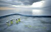 Statoils illustrasjon av Johan Sverdrup-plattformene på Utsirahøyden. (Foto: Statoil).